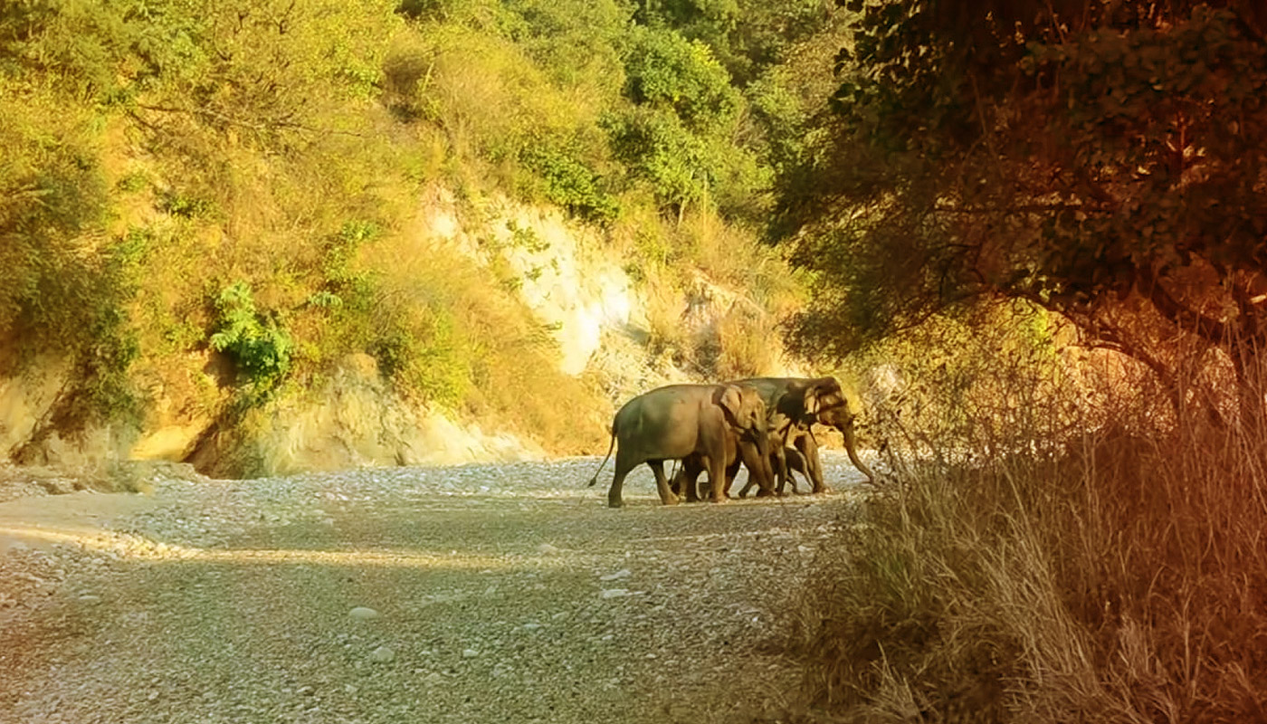 Rajaji National Park